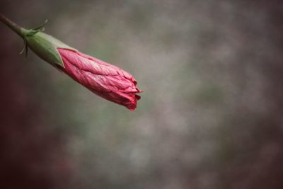 Close-up of red rose flower