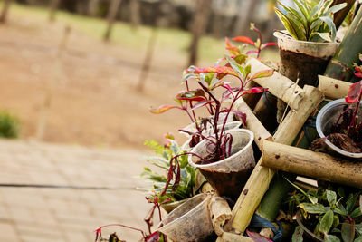 High angle view of potted plant on field