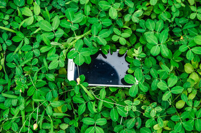 High angle view of green leaves on ground