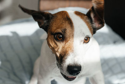 Close-up portrait of dog