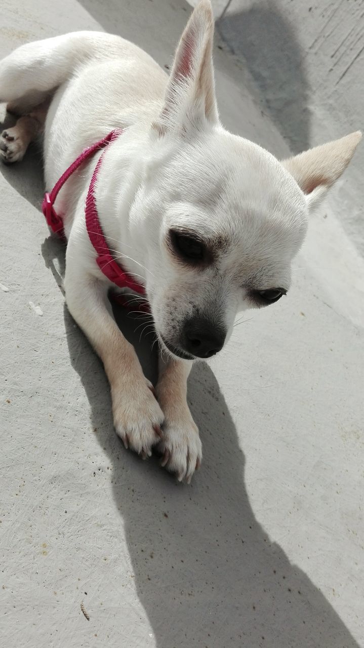 animal themes, domestic animals, dog, one animal, mammal, pets, high angle view, relaxation, lying down, white color, close-up, outdoors, animal head, day, resting, no people, portrait, pet collar, looking at camera, street