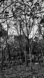 Bare trees in forest