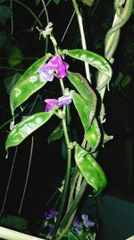 Close-up of purple flowers