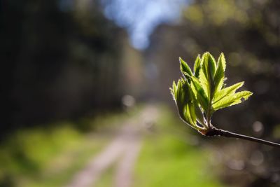 Close-up of plant