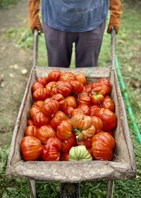 View of man with vegetables on field