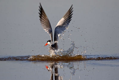 Caspian tern with spread wings on lake