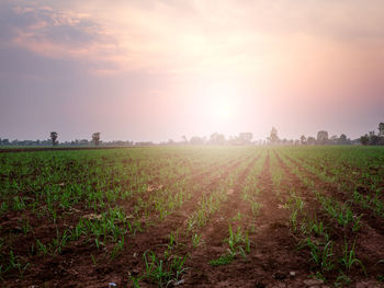 Scenic view of field against sky during sunset