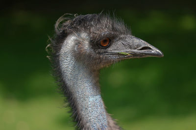 Close-up of ostrich