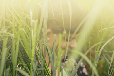 Close-up of plant growing on field