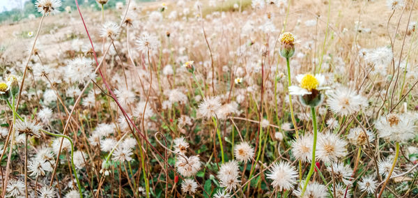 Close-up of flowering plants on field