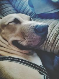 Close-up of dog sleeping on bed