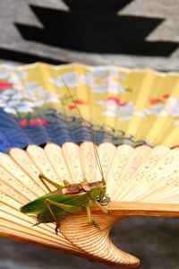 Close-up of butterfly on table