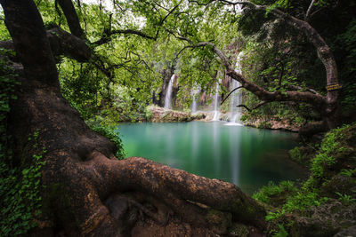 Scenic view of lake in forest