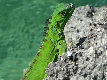 Close-up of lizard on rock