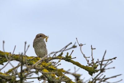 Low angle view of bird perching on tree against clear sky