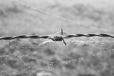 Close-up of spider web