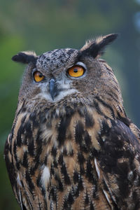 Close-up portrait of owl