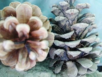 Close-up of dry flowers