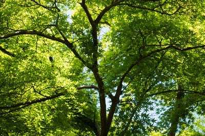 Low angle view of trees in forest