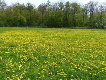 Plants growing on field