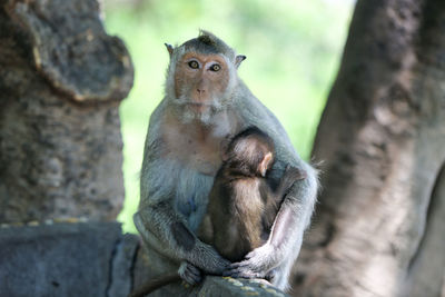 Monkey sitting on a tree