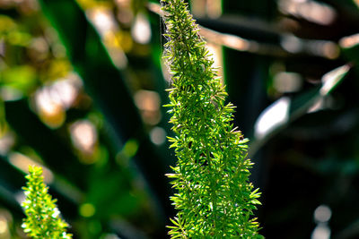 Close-up of plant growing outdoors