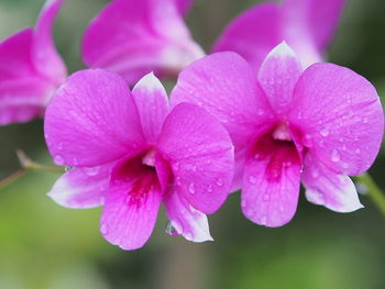 Close-up of wet pink flowers blooming outdoors