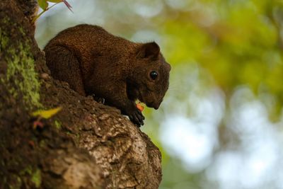 Close-up of squirrel on tree trunk