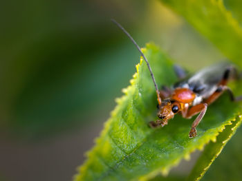 Close-up of insect on plant