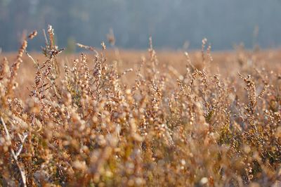 Close-up of plants on field against sky