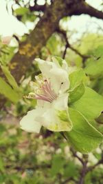 Close-up of white flowers on branch