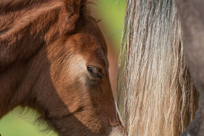 Close-up of foal by horse