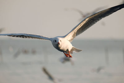 Larus brunnicephalus, scientific, brown-headed gull, laridae, bird