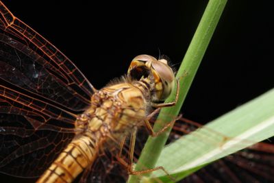 Close-up of insect