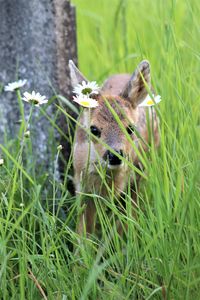View of an animal on grass