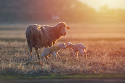 Sheep in a field