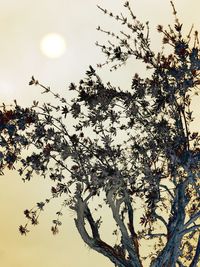 Low angle view of trees against sky