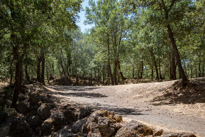 Scenic view of forest