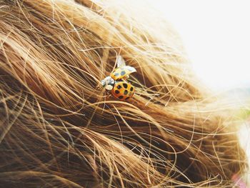 Close-up of ladybug on leaf