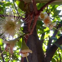 Low angle view of white flowering plant