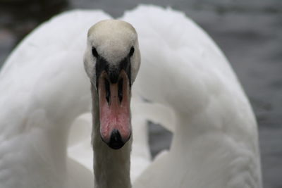 Close-up of swan