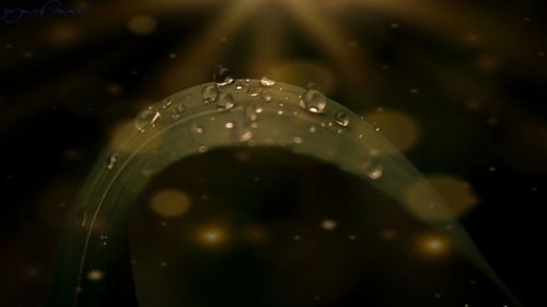 High angle view of water drops on leaf