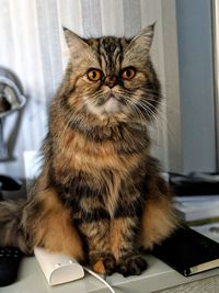 Portrait of cat sitting on table