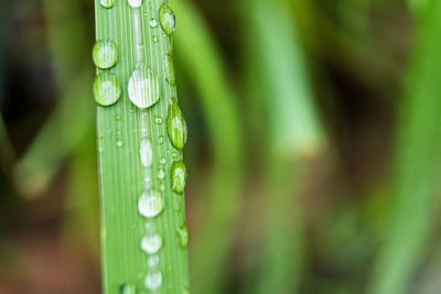 Close-up of raindrops on leaf