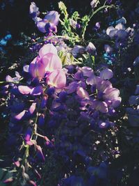 Close-up of pink flowers