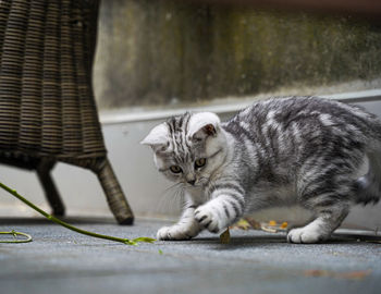 Portrait of cat relaxing outdoors