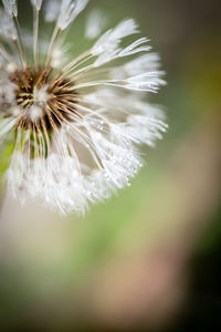 Close-up of white dandelion flower