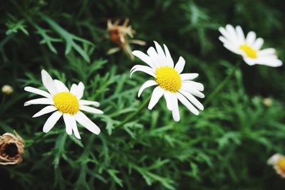 Close-up of daisy flower