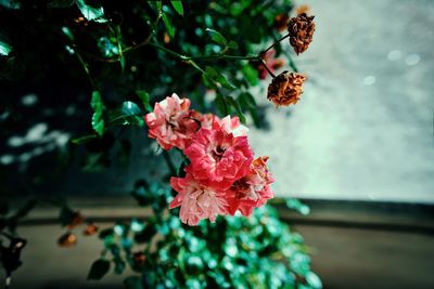 Close-up of flowers blooming outdoors