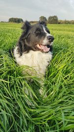 Dog lying down on land